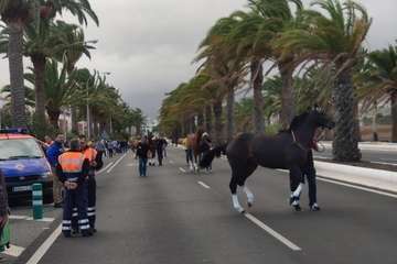 Carreras de caballos en Telde por San Gregorio (Foto TA y TF)